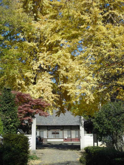 大イチョウの山門