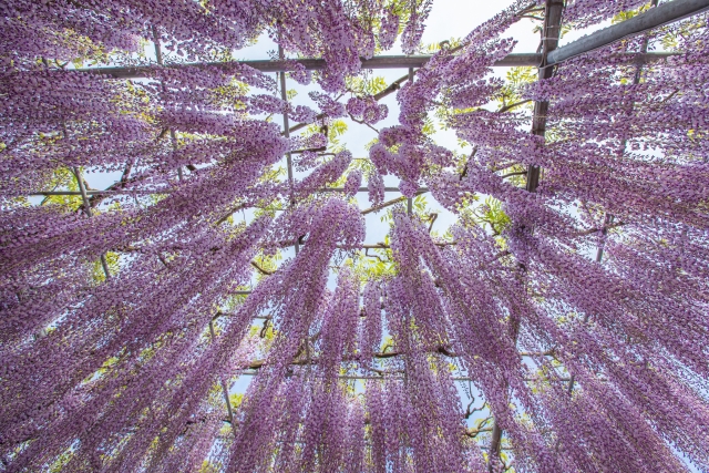 ふじの花のシャワー