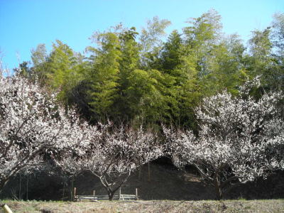 梅園と竹林